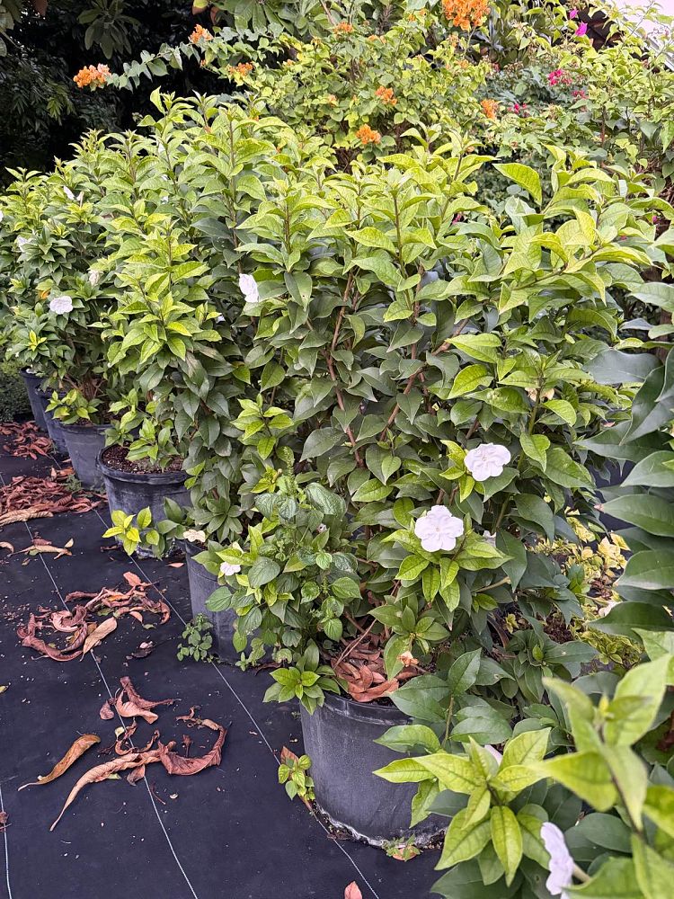 brunfelsia-lactea-princess-of-the-night