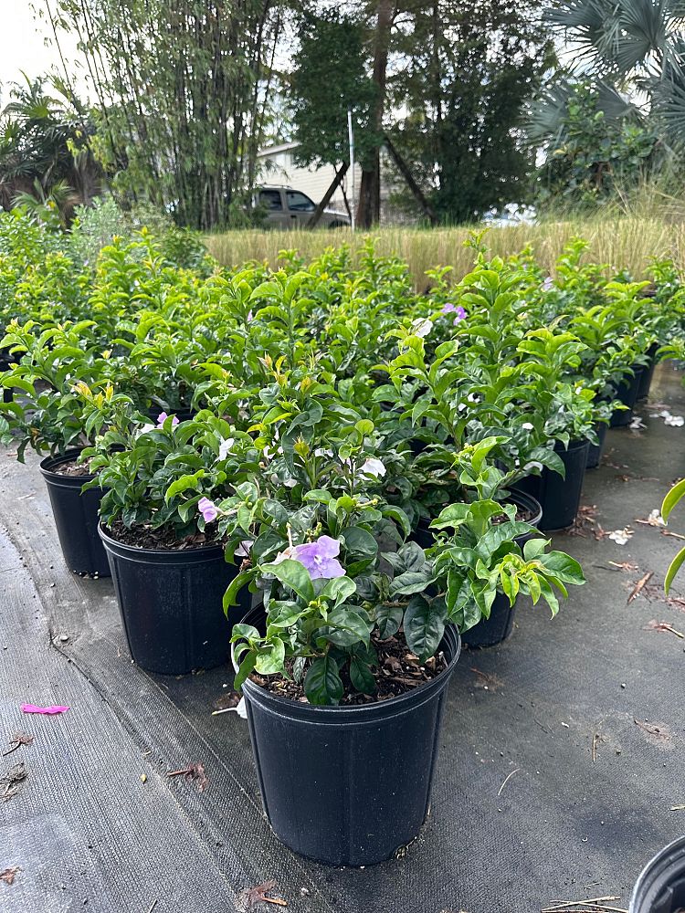 brunfelsia-latifolia-kiss-me-quick-today-and-tomorrow-yesterday