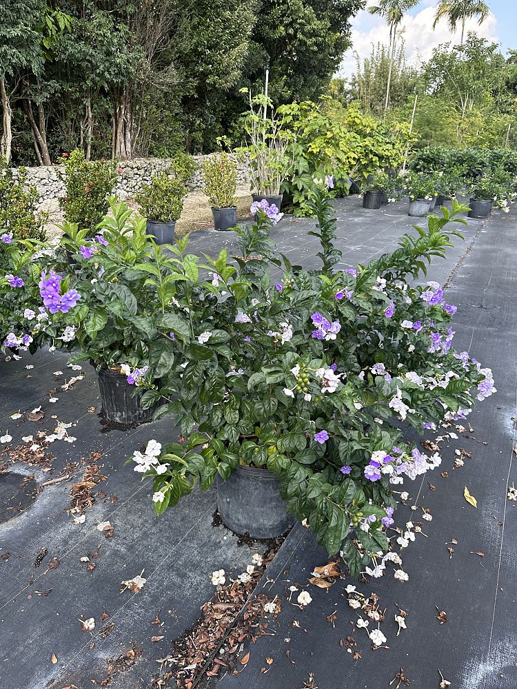 brunfelsia-latifolia-kiss-me-quick-today-and-tomorrow-yesterday