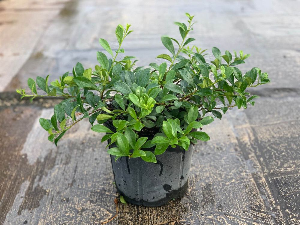 brunfelsia-nitida-raintree-lady-of-the-night