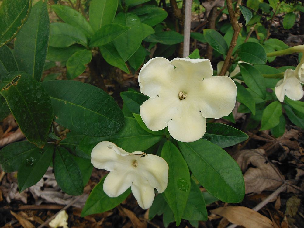 brunfelsia-nitida-raintree-lady-of-the-night