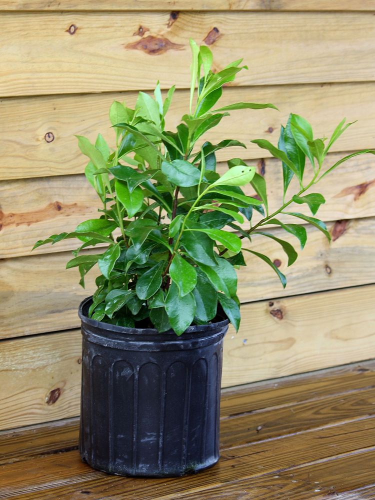 brunfelsia-nitida-raintree-lady-of-the-night