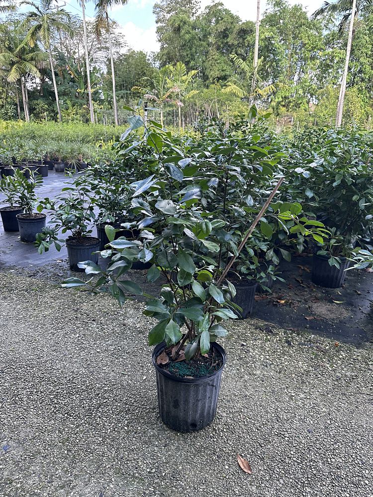 brunfelsia-nitida-raintree-lady-of-the-night