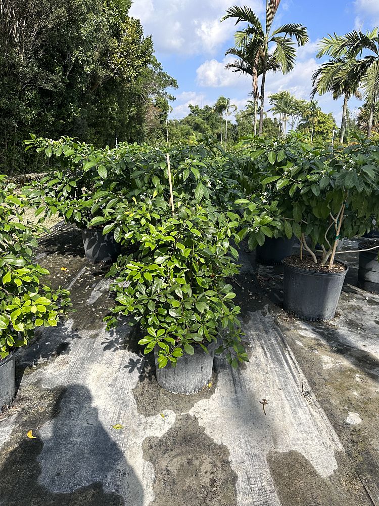 brunfelsia-nitida-raintree-lady-of-the-night