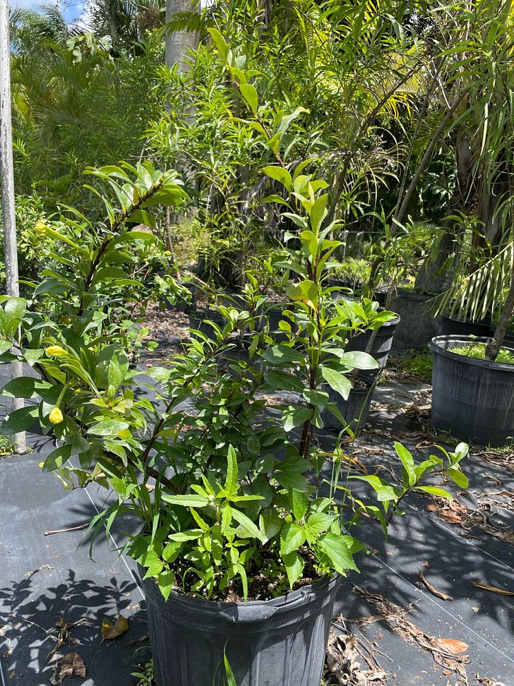 brunfelsia-nitida-raintree-lady-of-the-night