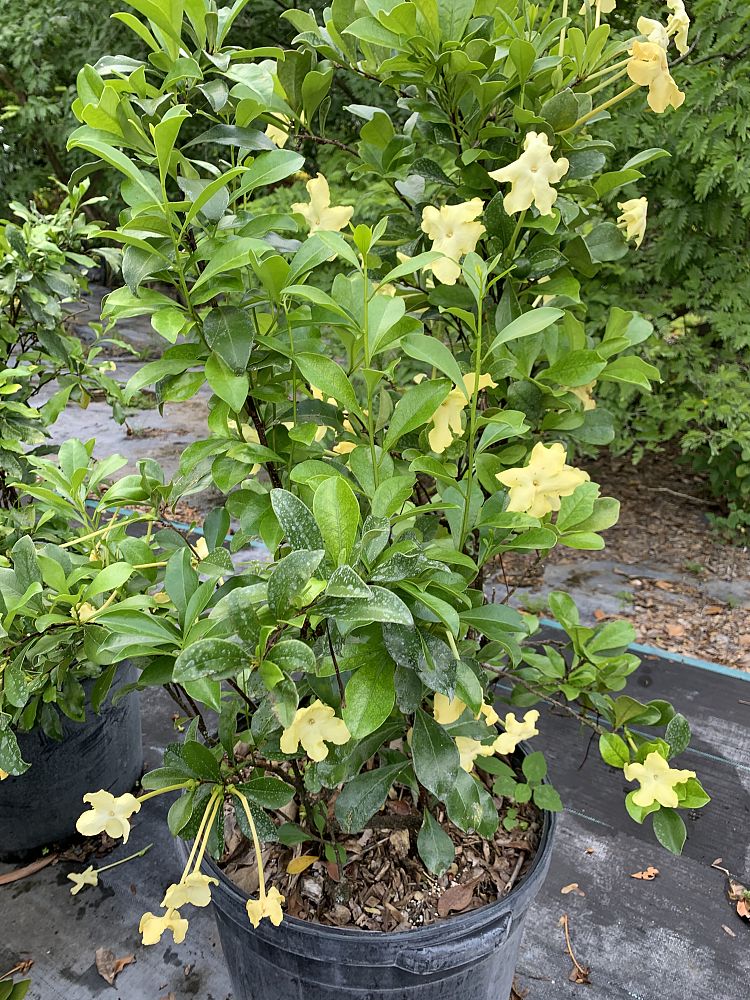 brunfelsia-nitida-raintree-lady-of-the-night