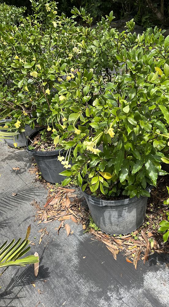 brunfelsia-nitida-raintree-lady-of-the-night