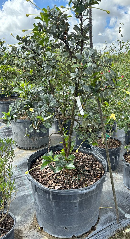 brunfelsia-nitida-raintree-lady-of-the-night