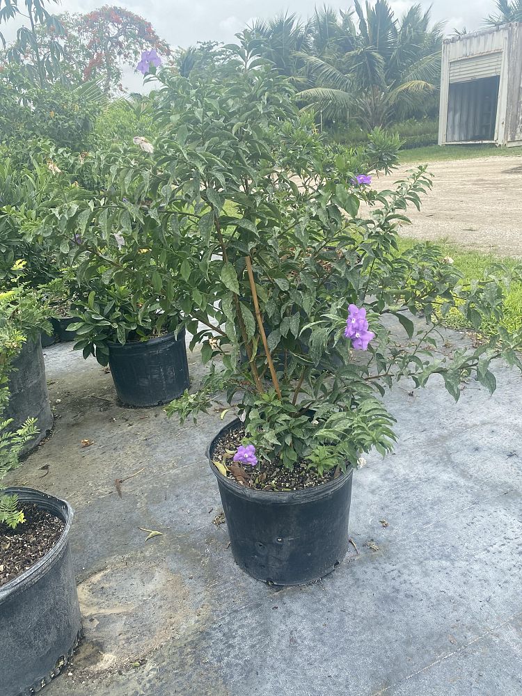 brunfelsia-pauciflora-compacta
