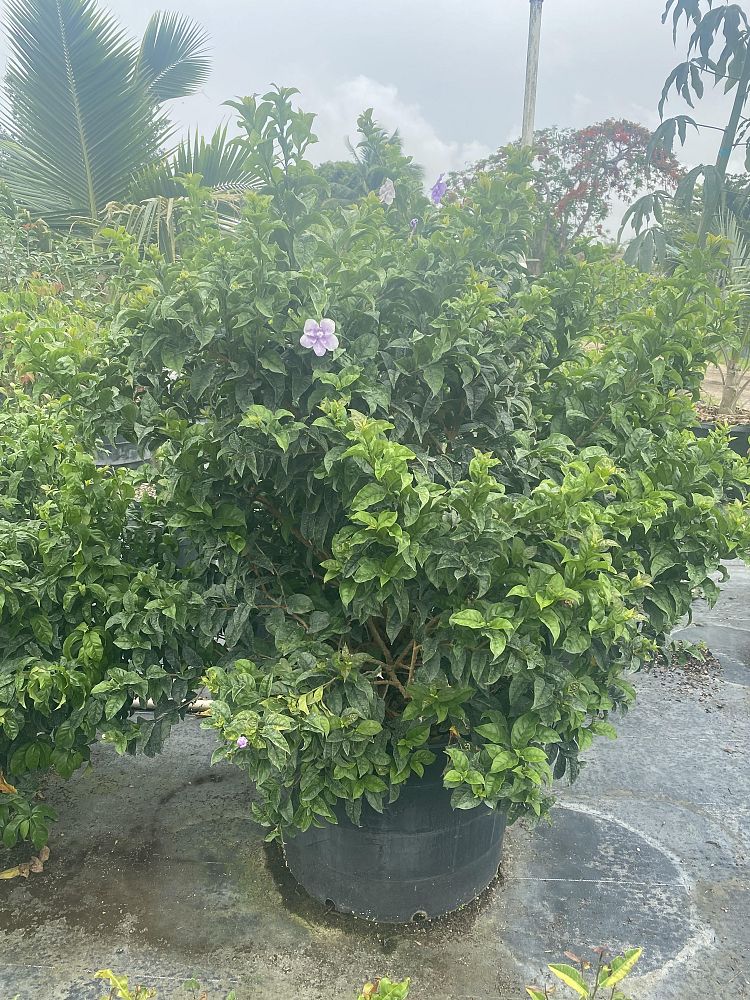 brunfelsia-pauciflora-compacta