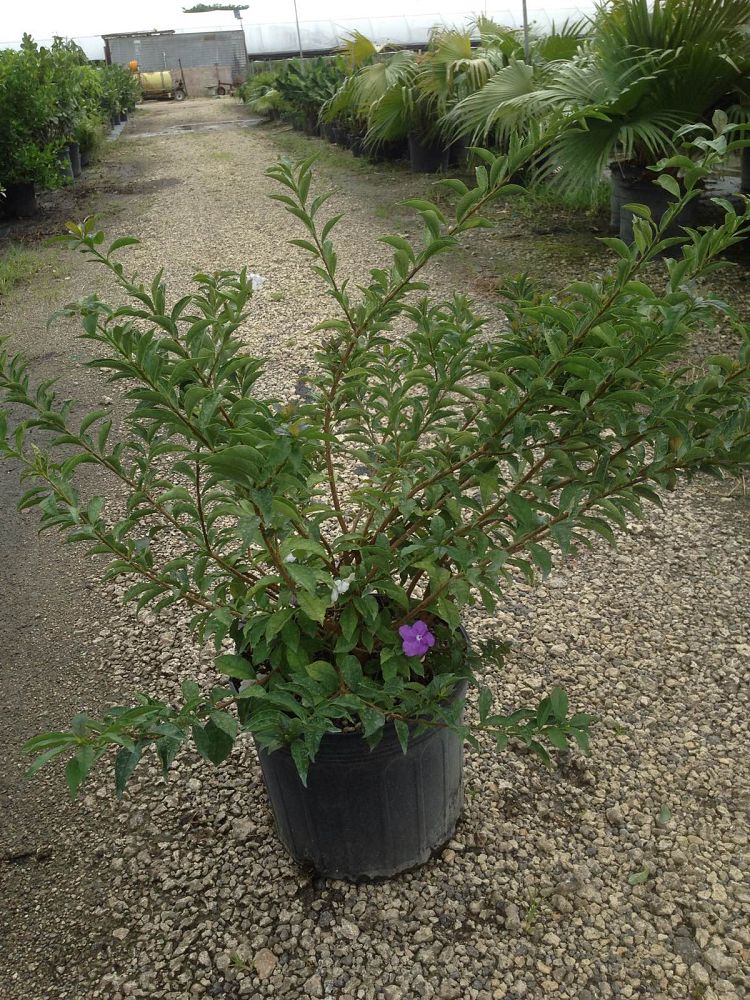 brunfelsia-pauciflora-floribunda-compact-compact-yesterday-today-and-tomorrow