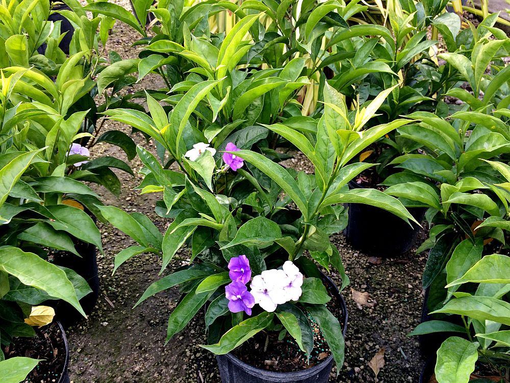 brunfelsia-pauciflora-yesterday-today-and-tomorrow