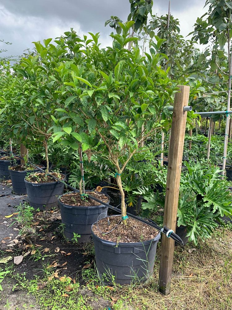 brunfelsia-pauciflora-yesterday-today-and-tomorrow