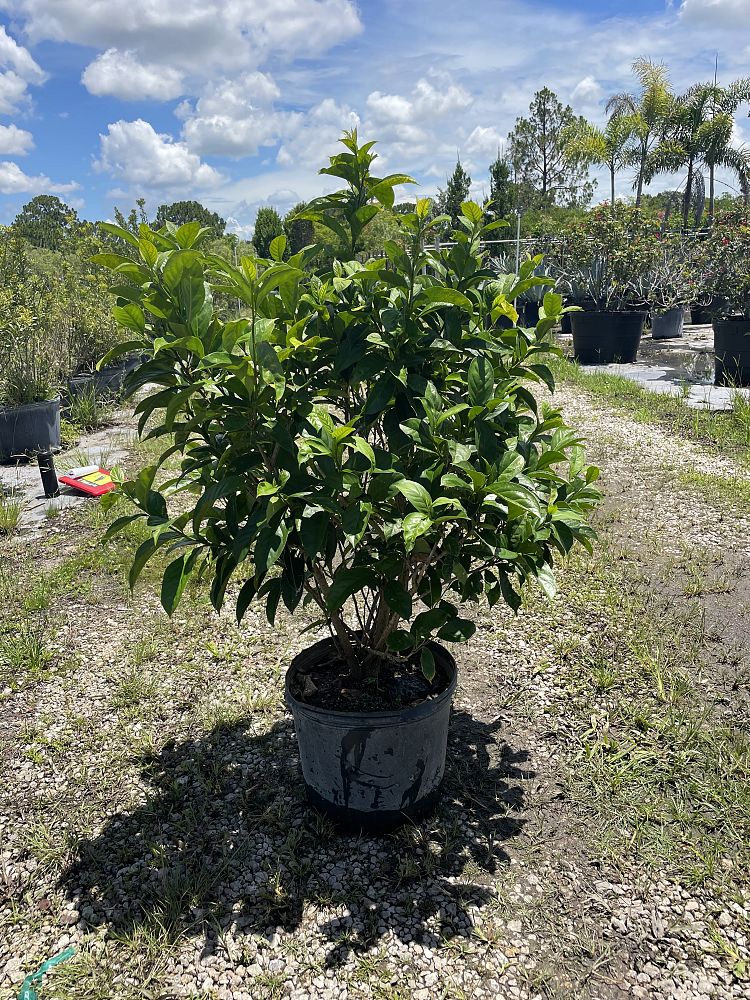 brunfelsia-pauciflora-yesterday-today-and-tomorrow