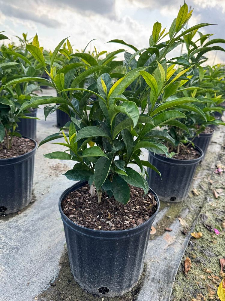 brunfelsia-pauciflora-yesterday-today-and-tomorrow