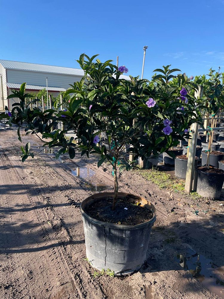 brunfelsia-pauciflora-yesterday-today-and-tomorrow