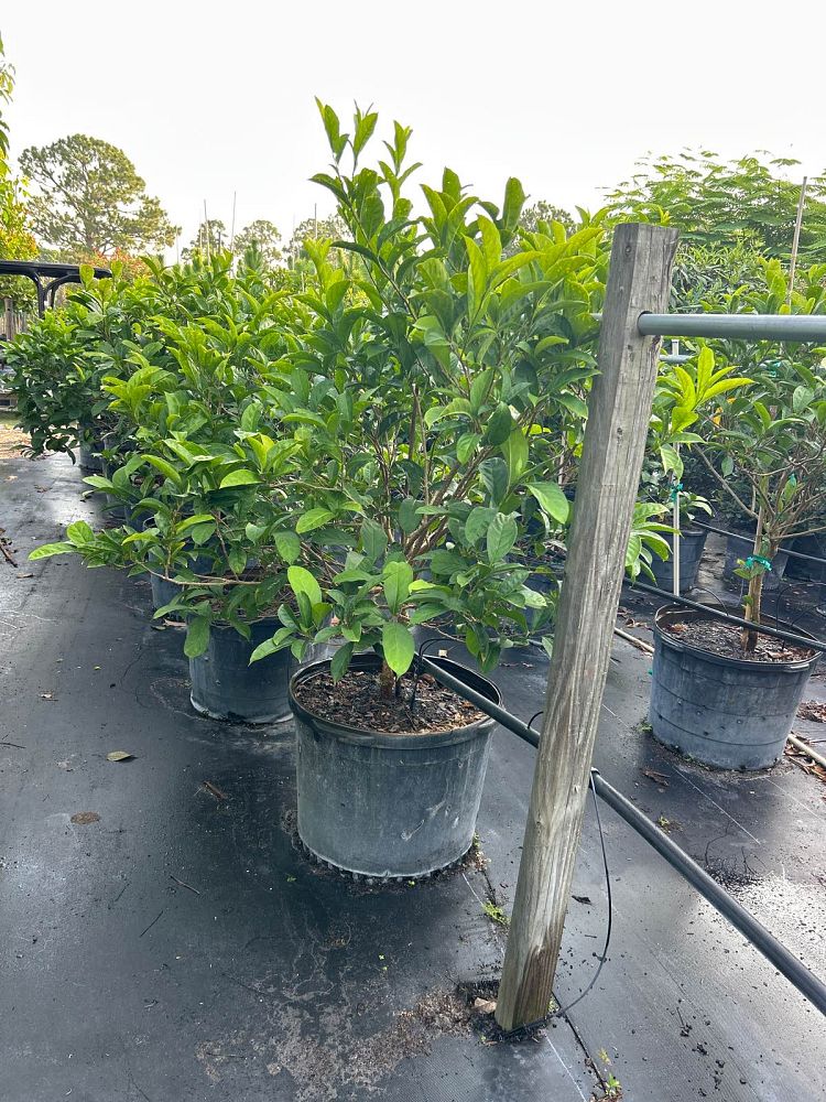brunfelsia-pauciflora-yesterday-today-and-tomorrow