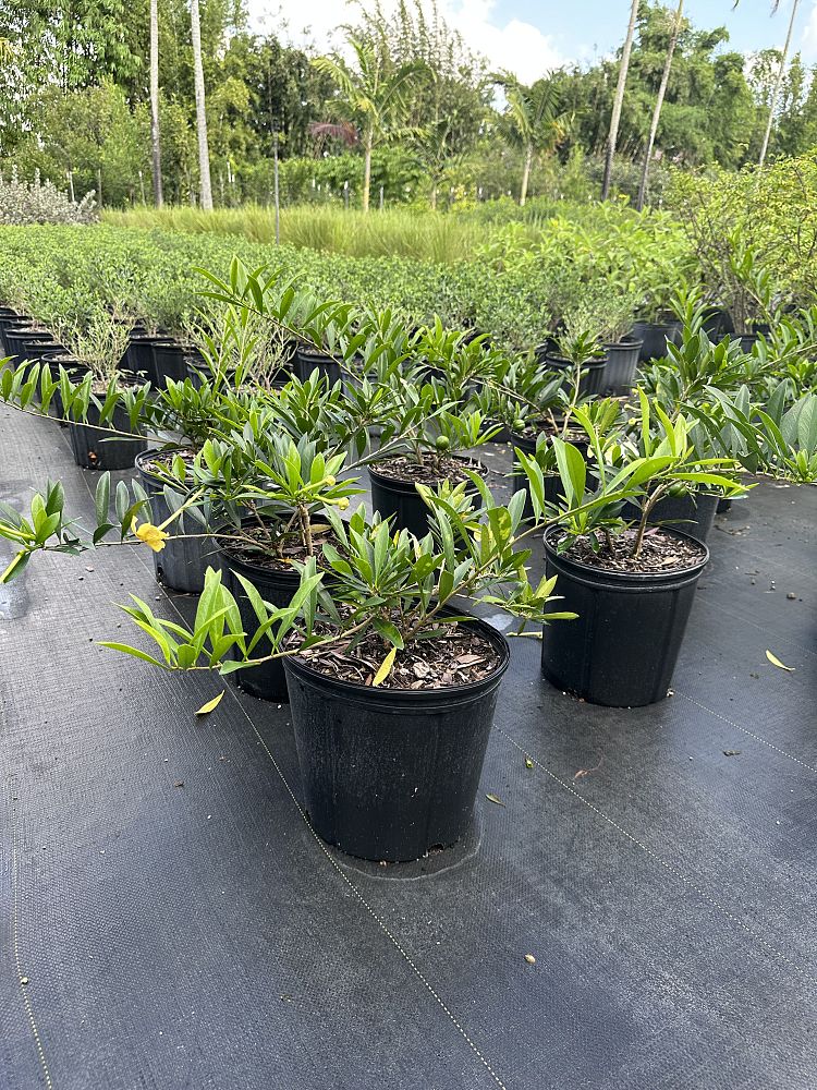 brunfelsia-pilosa