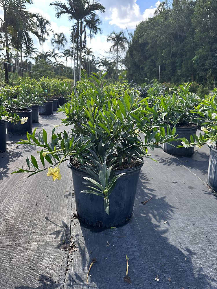 brunfelsia-pilosa