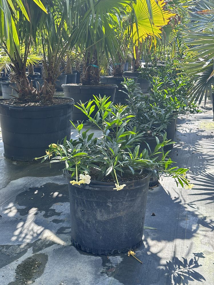 brunfelsia-pilosa