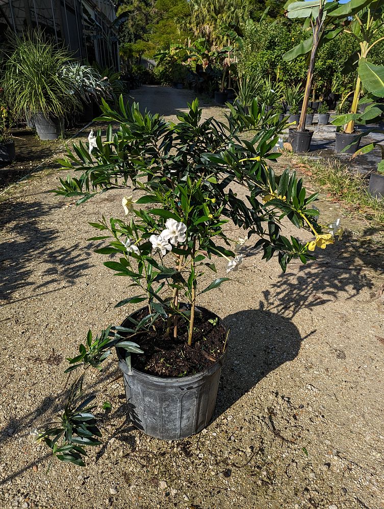 brunfelsia-pilosa