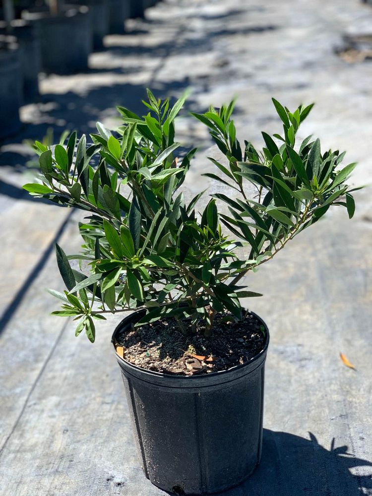brunfelsia
