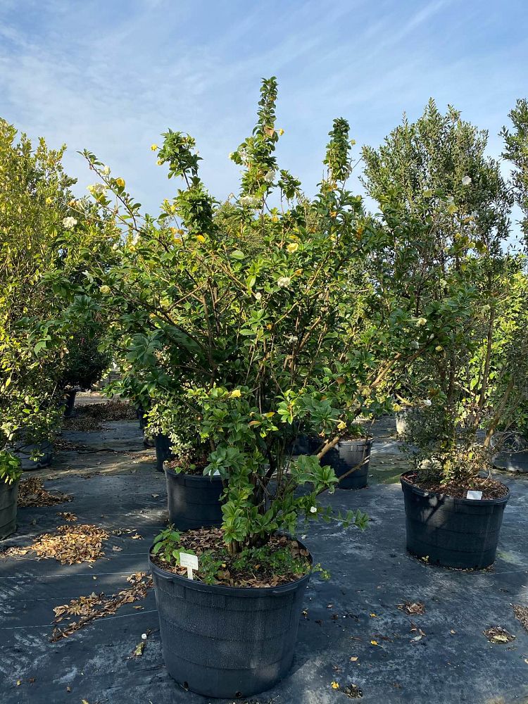 brunfelsia