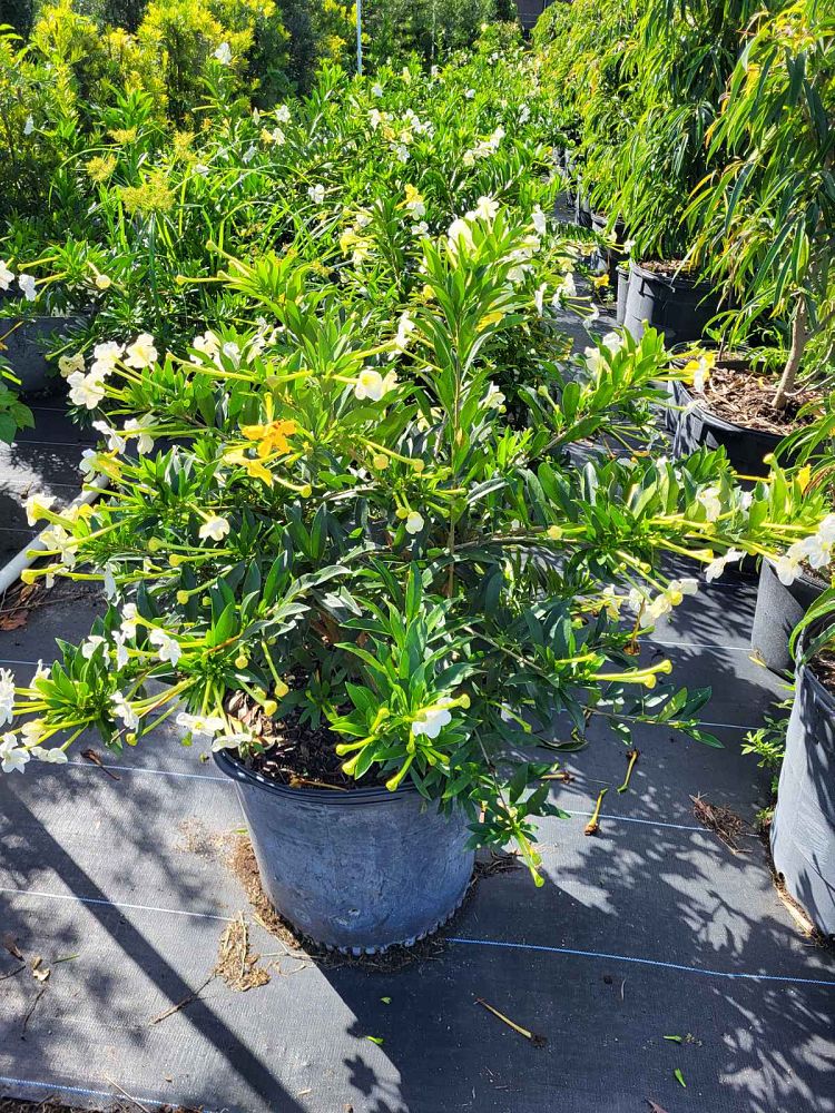 brunfelsia-uniflora-manaca