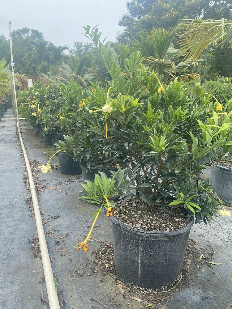 brunfelsia-uniflora-manaca