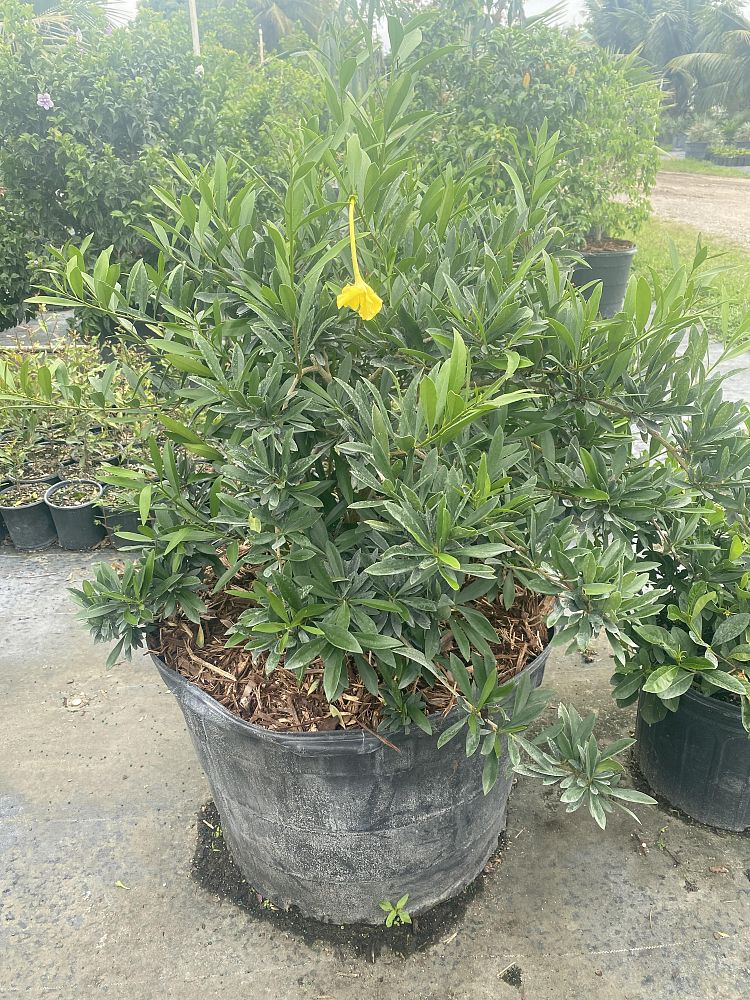 brunfelsia-uniflora-manaca