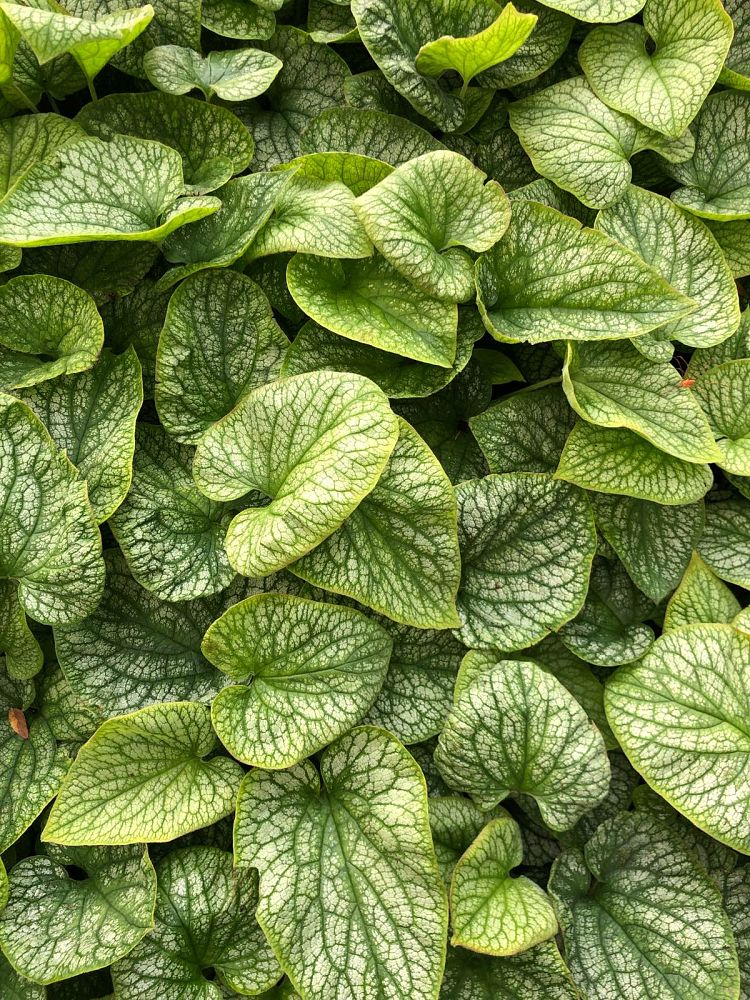 brunnera-macrophylla-alexander-s-great-silver-siberian-bugloss