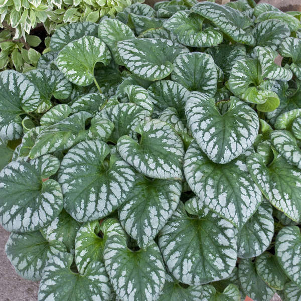 brunnera-macrophylla-emerald-mist