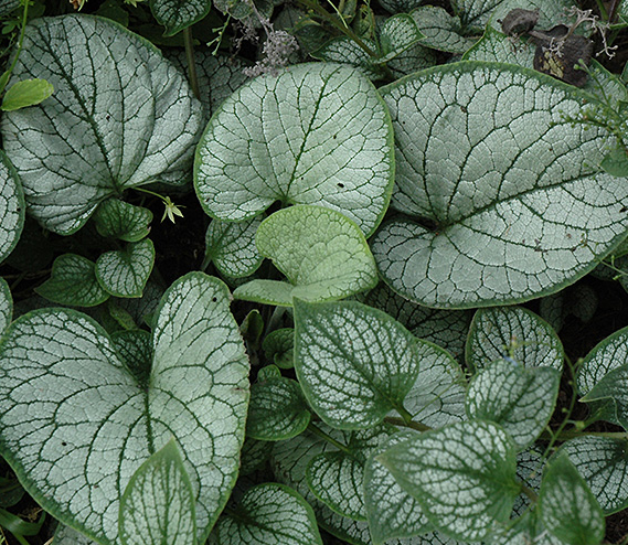 brunnera-macrophylla-garden-candy-sea-heart-false-forget-me-not-perennial-forget-me-not-siberian-bugloss