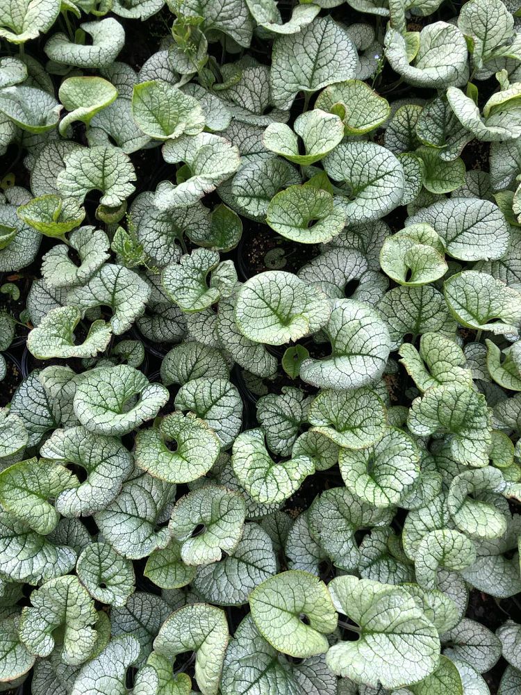 brunnera-macrophylla-garden-candy-sea-heart-false-forget-me-not-perennial-forget-me-not-siberian-bugloss