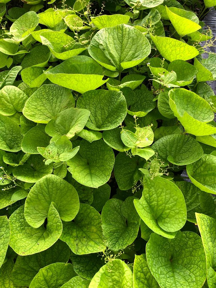 brunnera-macrophylla-green-gold-false-forget-me-not-perennial-forget-me-not-siberian-blugloss