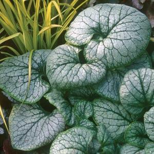 brunnera-macrophylla-jack-frost-false-forget-me-not-variegated-siberian-bugloss