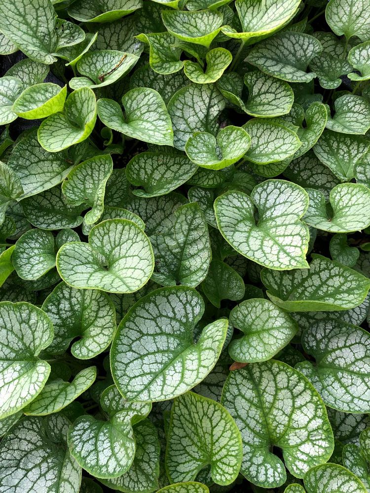 brunnera-macrophylla-jack-frost-false-forget-me-not-variegated-siberian-bugloss