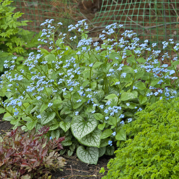 brunnera-macrophylla-jack-frost-false-forget-me-not-variegated-siberian-bugloss