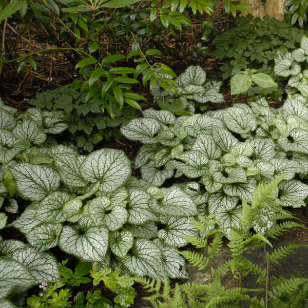 brunnera-macrophylla-jack-frost-false-forget-me-not-variegated-siberian-bugloss