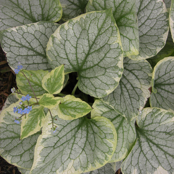 brunnera-macrophylla-king-s-ransom-false-forget-me-not-perennial-forget-me-not-siberian-bugloss