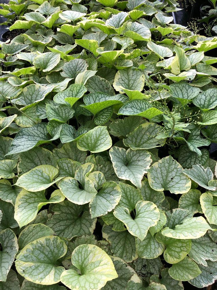 brunnera-macrophylla-king-s-ransom-false-forget-me-not-perennial-forget-me-not-siberian-bugloss