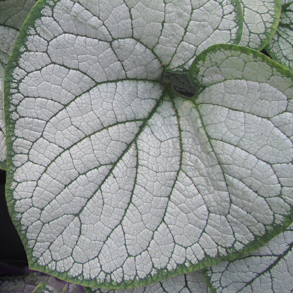 brunnera-macrophylla-silver-heart-false-forget-me-not-variegated-siberian-bugloss