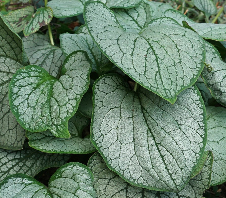 brunnera-macrophylla-sterling-silver-heartleaf-brunnera