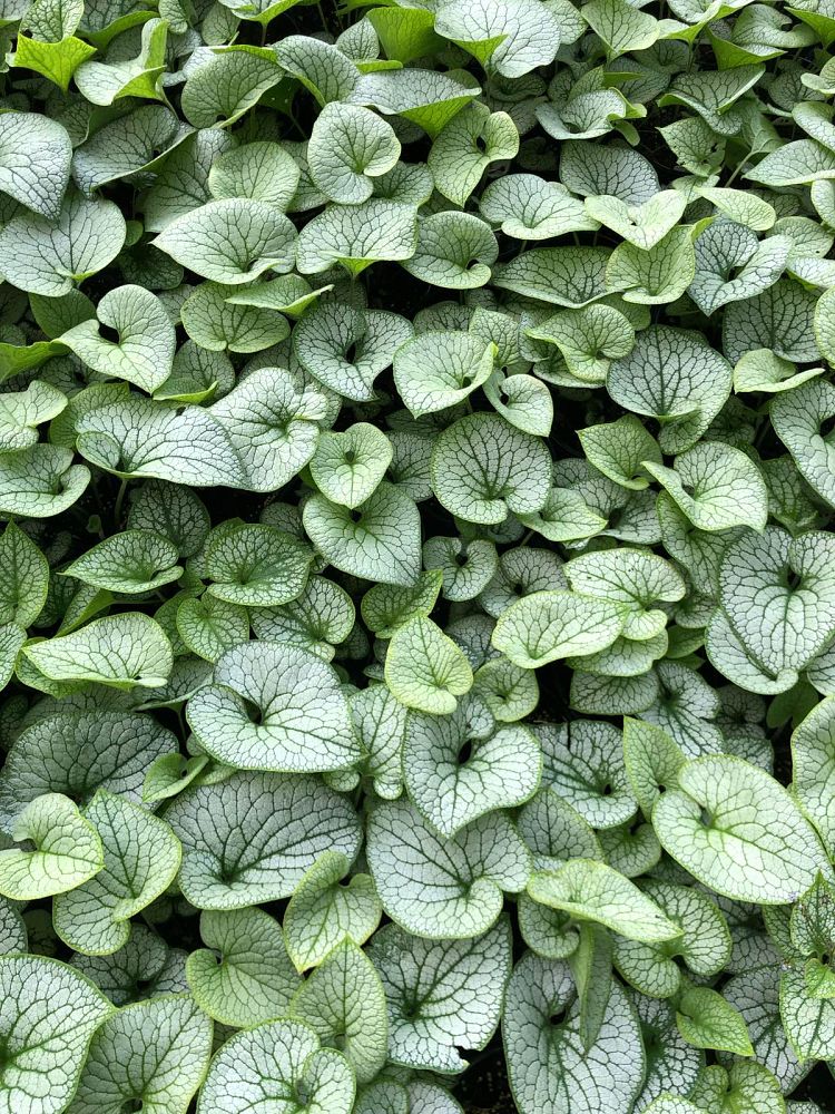brunnera-macrophylla-sterling-silver-heartleaf-brunnera