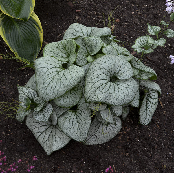 brunnera-macrophylla-sterling-silver-heartleaf-brunnera