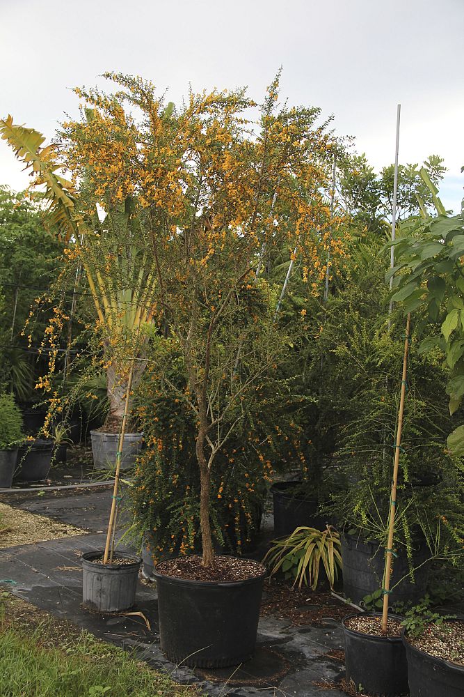 brya-ebenus-jamaican-rain-tree-west-indies-ebony
