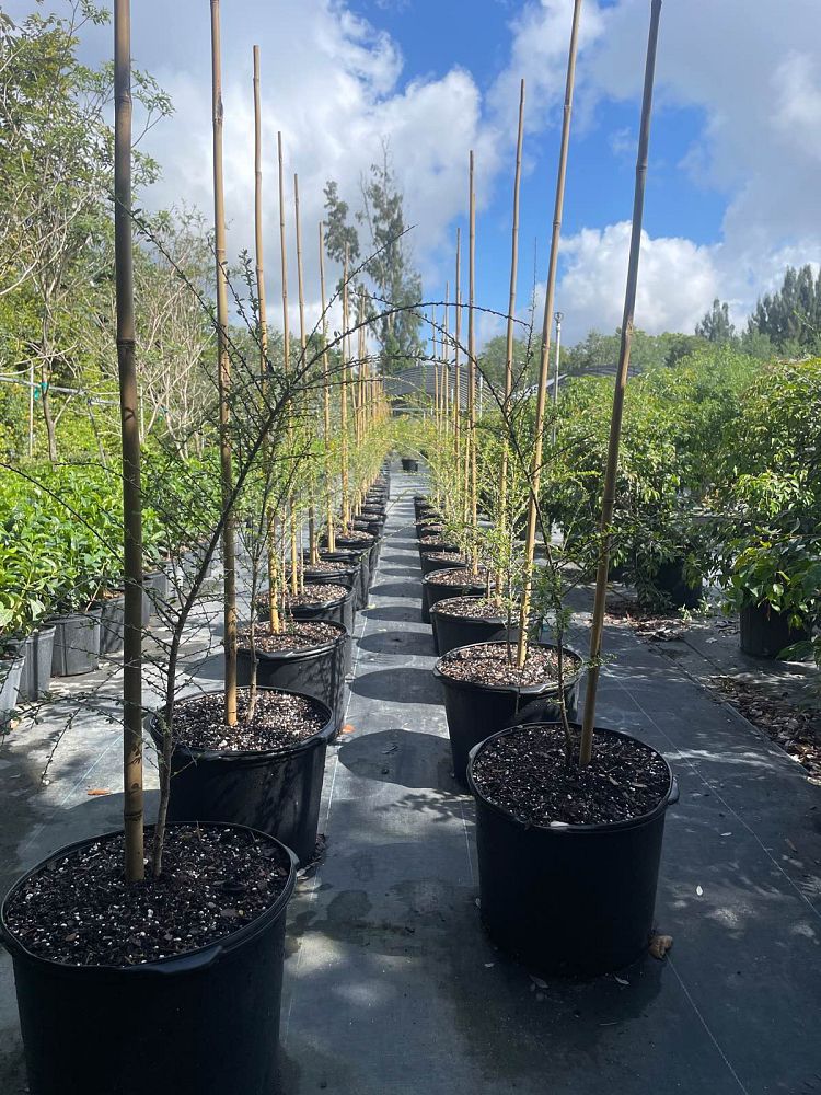 brya-ebenus-jamaican-rain-tree-west-indies-ebony