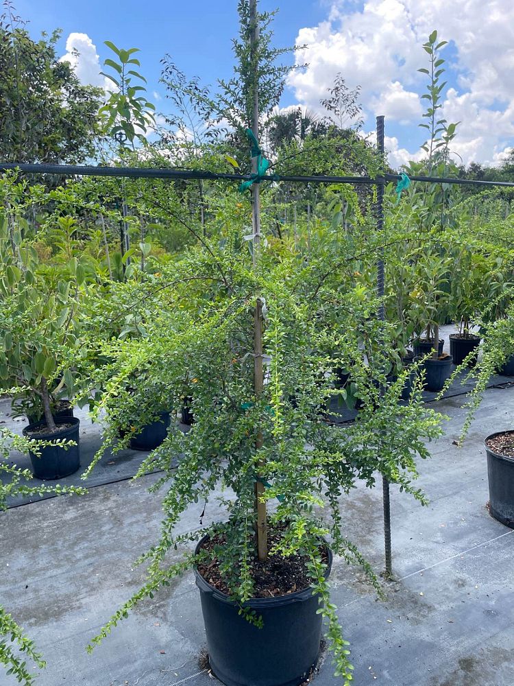brya-ebenus-jamaican-rain-tree-west-indies-ebony