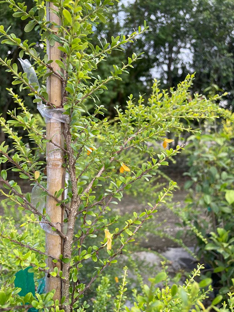 brya-ebenus-jamaican-rain-tree-west-indies-ebony