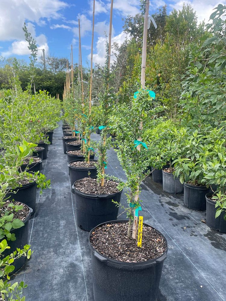 brya-ebenus-jamaican-rain-tree-west-indies-ebony